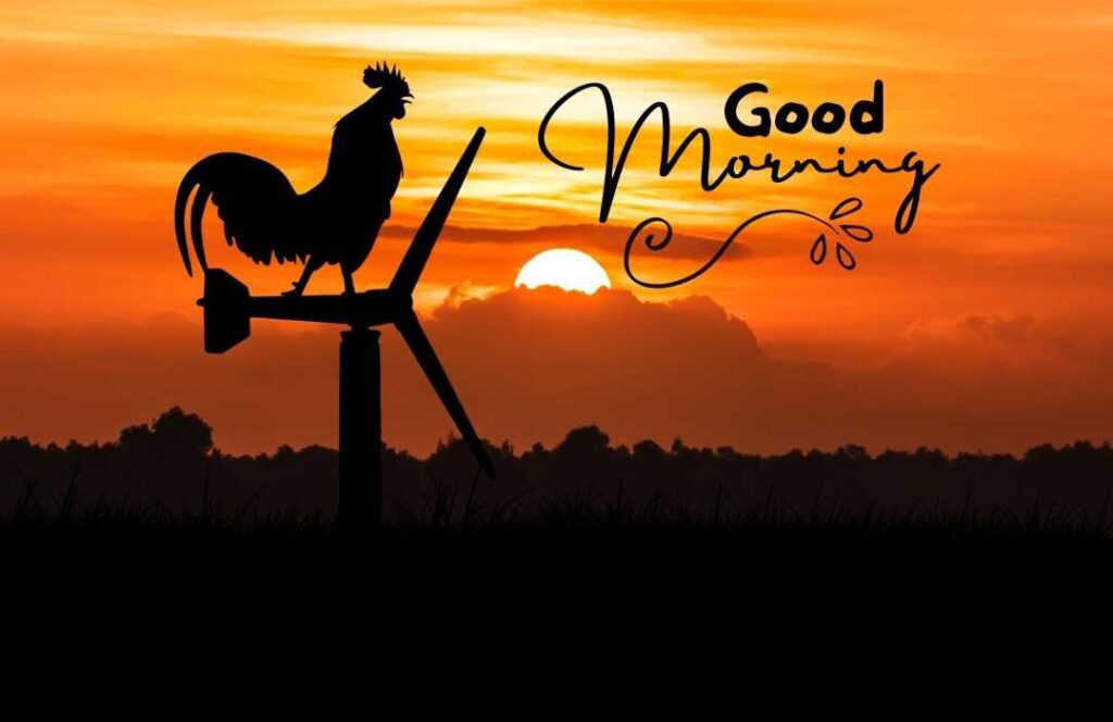 The sun growing with the sound of a rooster  good morning