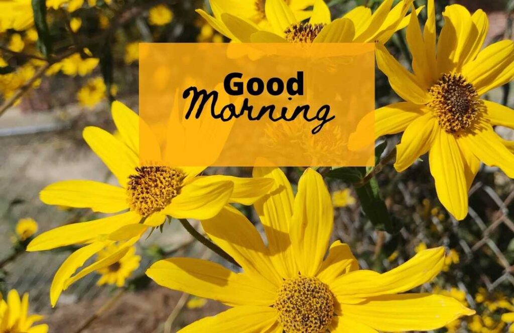 A good morning massage with yellow flowers