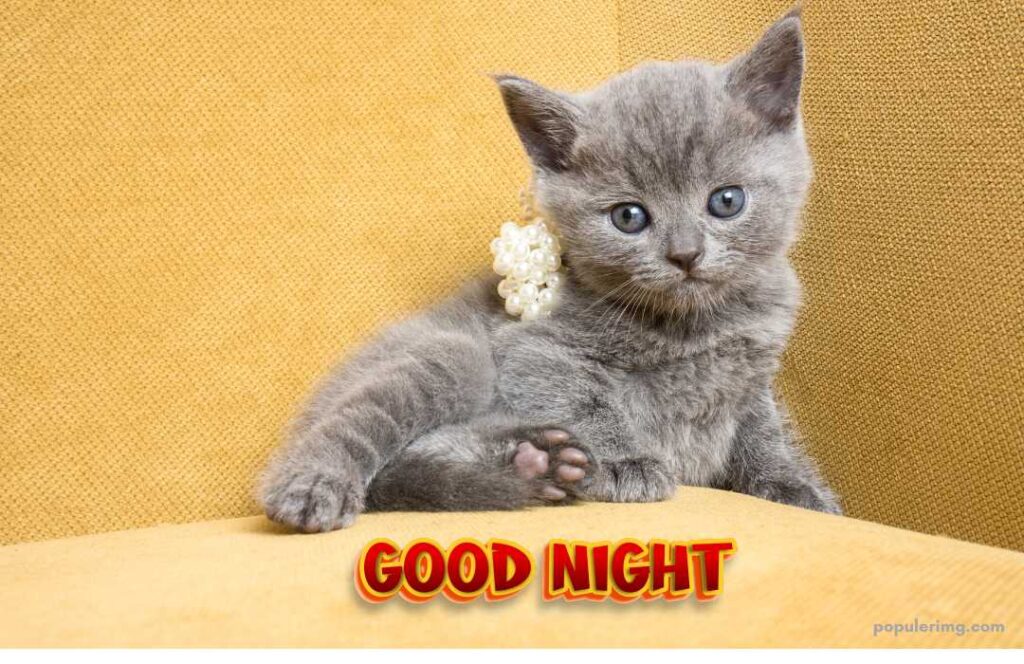 Cute Animal Cat Good Night Image Free Download