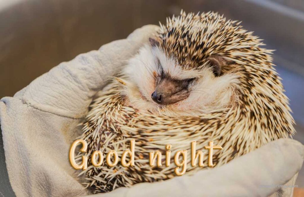 Cute Animal  Good Night Image