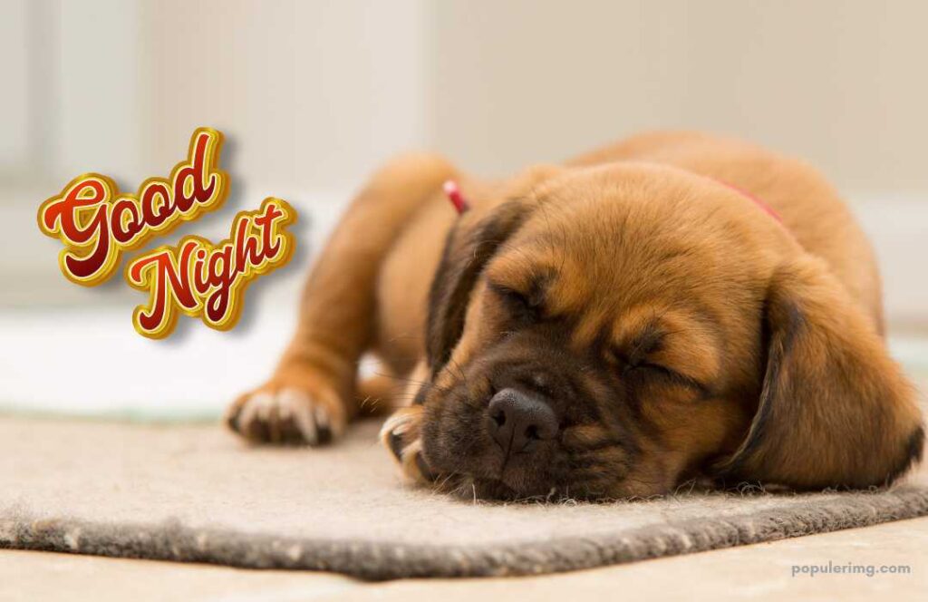 Cute Animal  Good Night Image Free Download