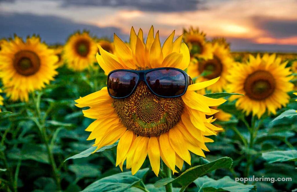 Sun Flower Wearing Glasses Image Be Happy 