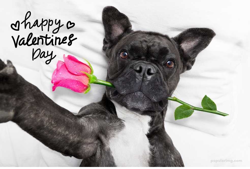 A Dog Holding A Rose On Valentine'S Day.	