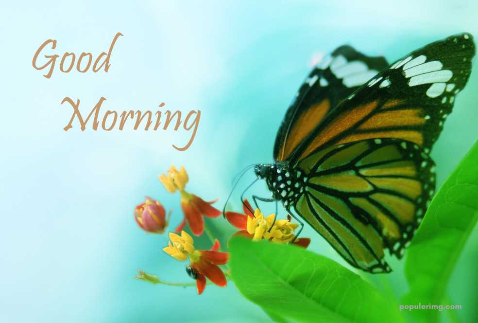 a butterfly on a flower with the words good morning.	
