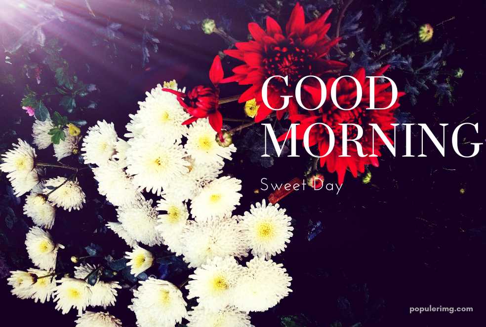 a good morning photo with flowers and the words good morning sweet day.	