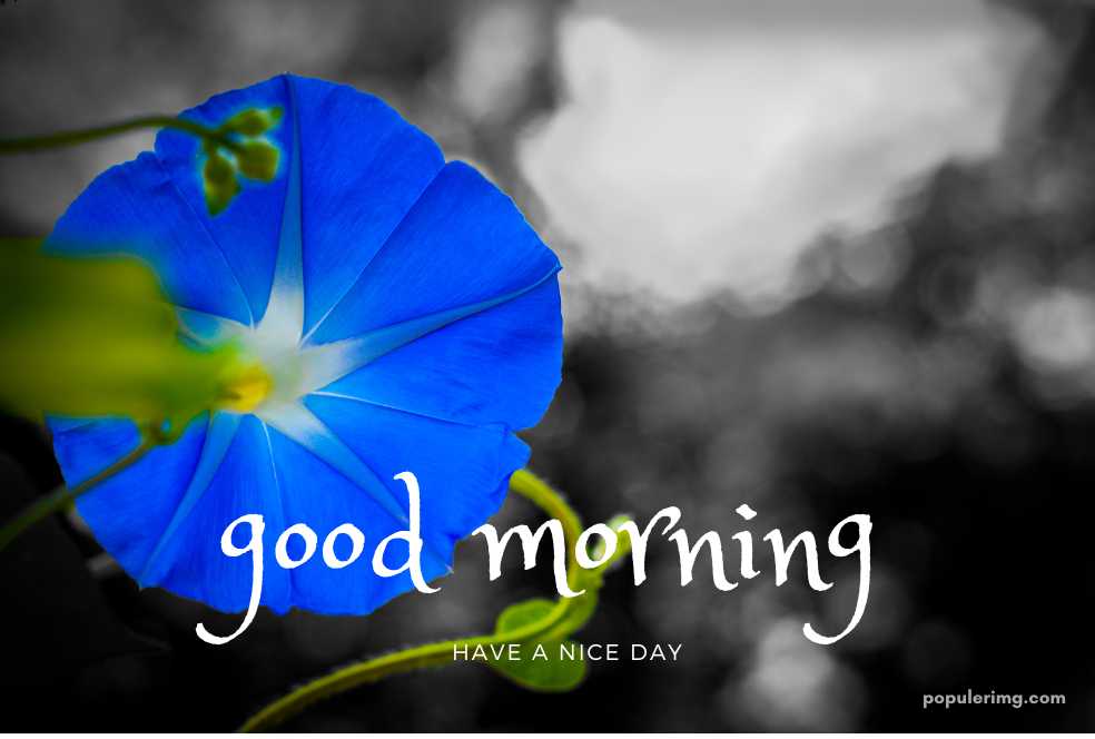 a blue flower with the words good morning have a nice day.	