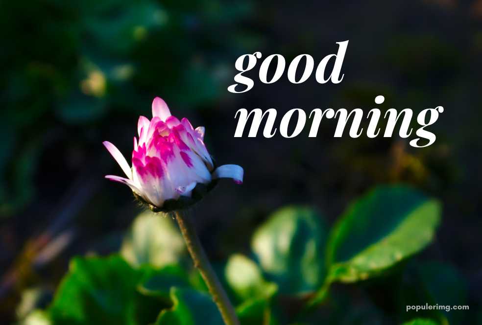 a pink flower with the words good morning.