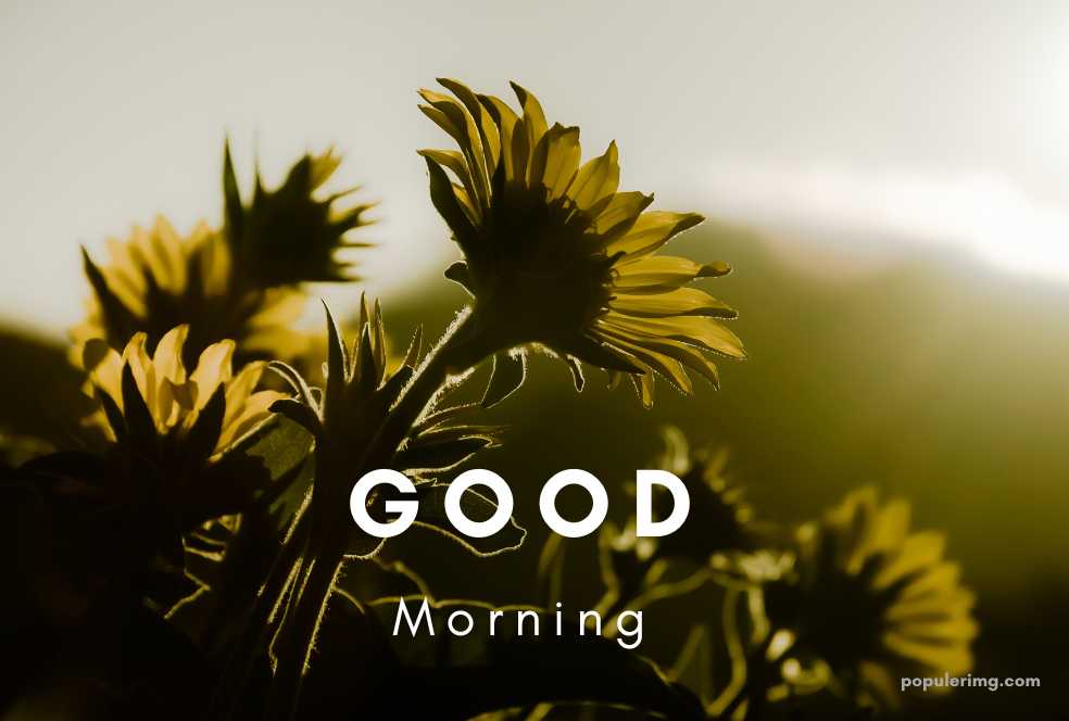 a sunflower with the words good morning in the background.	