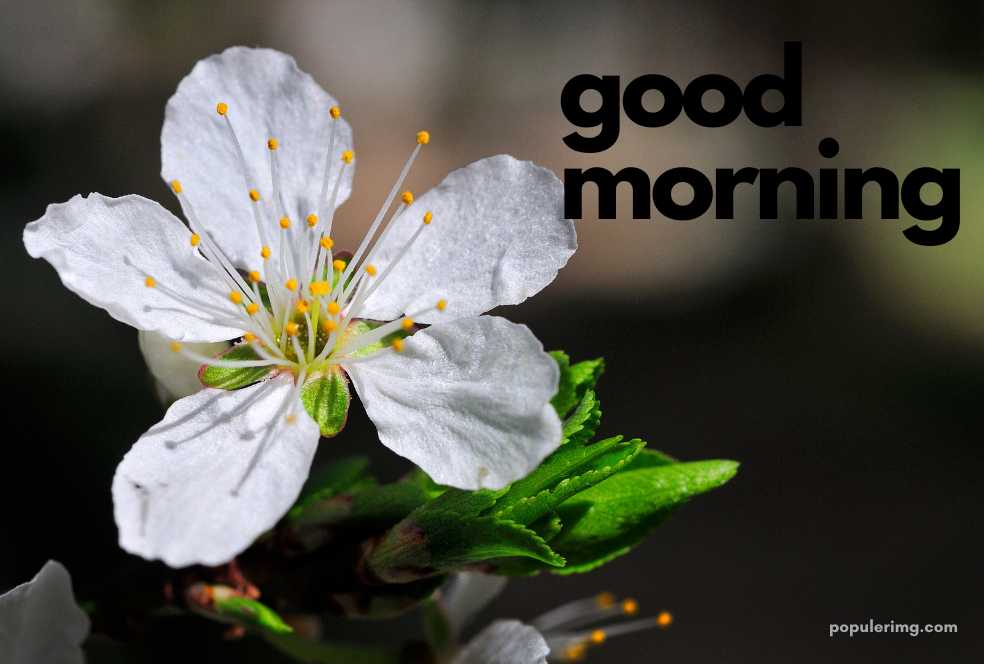 a white flower with the words good morning.	