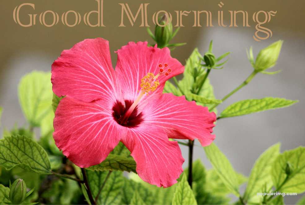 a pink flower with the words good morning.	