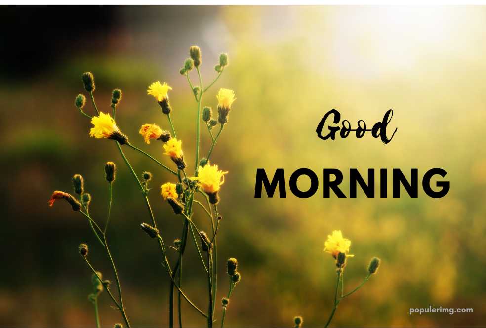 a good morning image with yellow flowers in the background.	