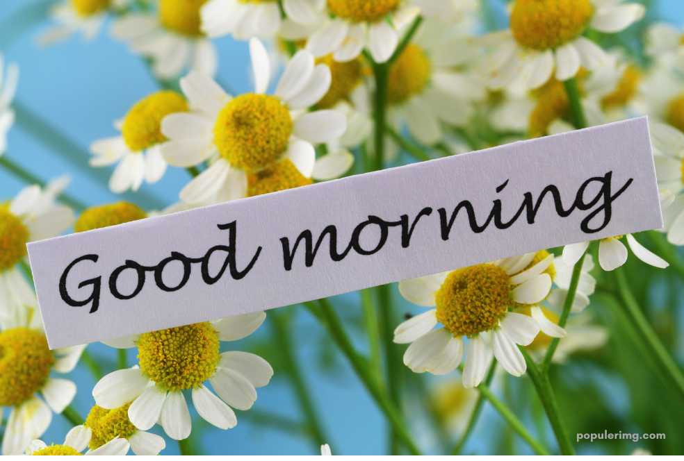 a good morning sign with daisies in the background.	