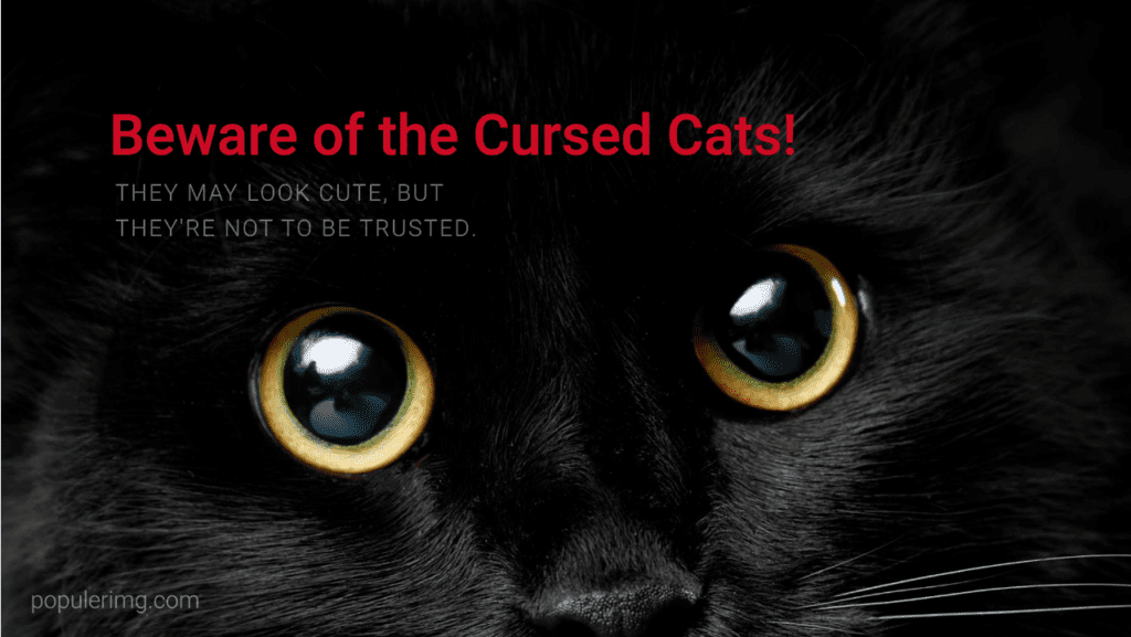 May The Cursed Paws Bring You Delightful Shivers And Feline Mysteries. - Cursed Cats Images