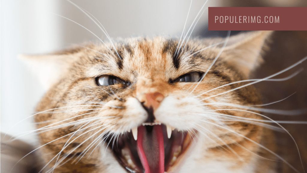 Whiskers Of Enchantment, Eyes That Hold Secrets—Behold The Cursed Feline! - Cursed Cats Images