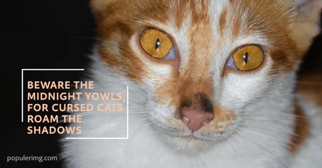 A Cursed Cat'S Gaze Can Both Enchant And Bewilder, A Testament To Its Otherworldly Essence. - Cursed Cats Images