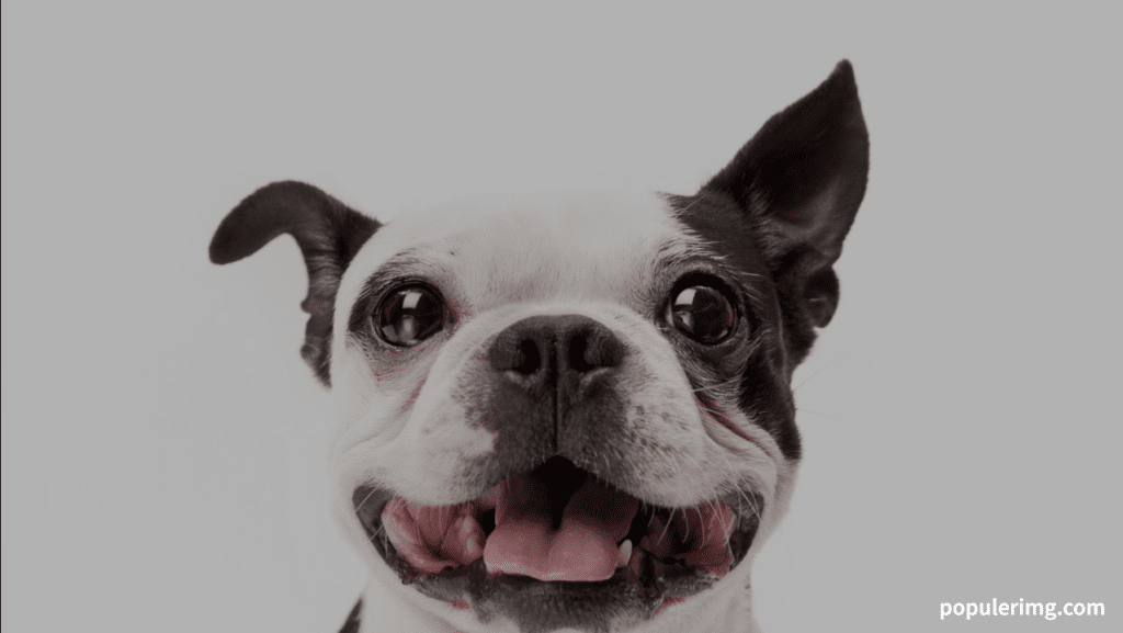 Boston Terrier Images : Small In Size, Big In Heart, And Endless In Charm