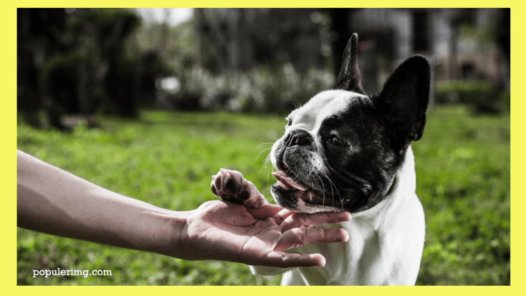 Boston Terrier Images : A Delightful Mix Of Energy, Intelligence, And Affection