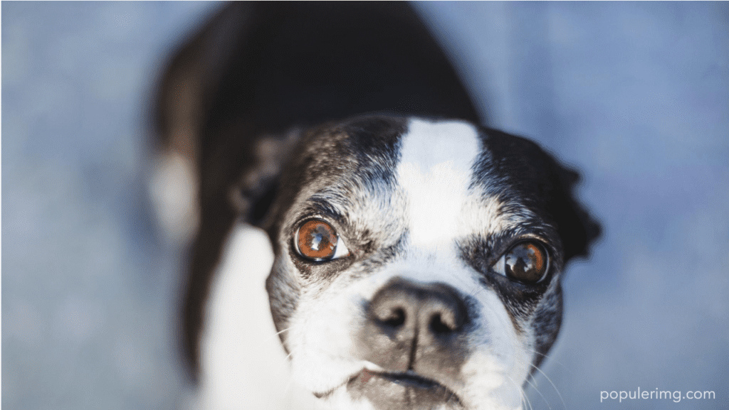 Boston Terrier Images : In The World Of Dogs, Boston Terriers Are A Breed Apart – A Perfect Blend Of Spunk And Sweetness