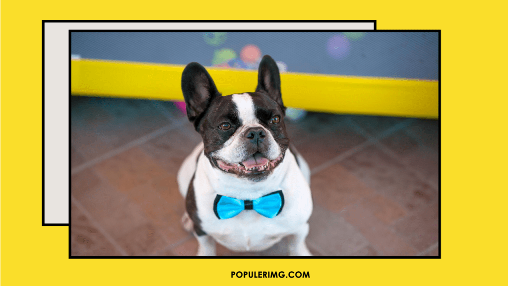 Boston Terrier Images : Owning A Boston Terrier Is Like Having A Daily Dose Of Happiness Wrapped In A Tuxedo