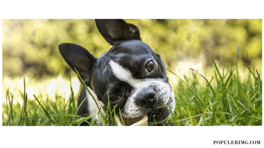 Boston Terrier Images : Life Is Better With A Boston Terrier By Your Side – Their Loyalty Knows No Bounds