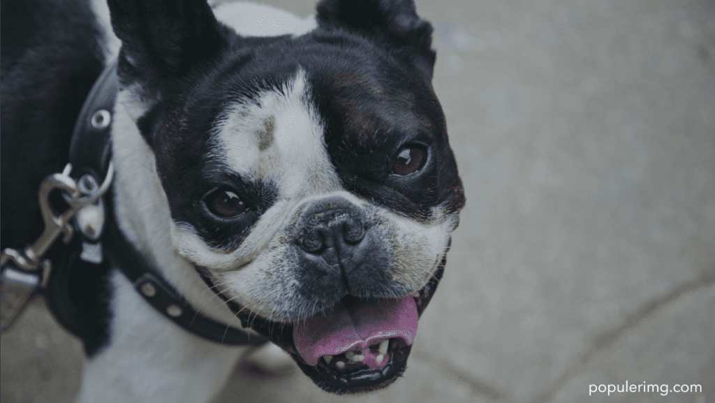 Boston Terrier Images : Where Every Wrinkle Tells A Story Of Joy And Playfulness