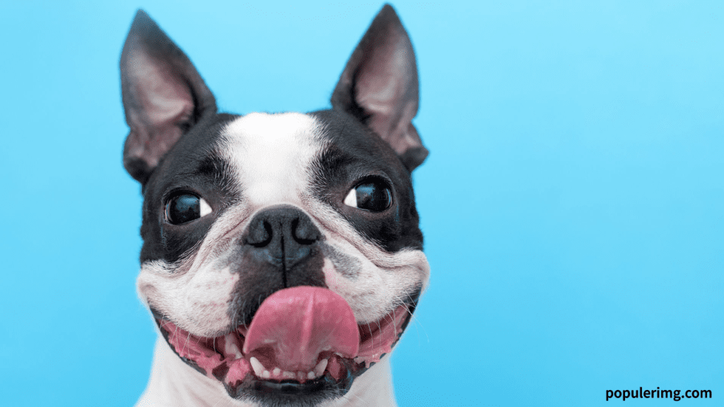 Boston Terrier Images : With A Boston Terrier, Every Day Is A New Adventure Filled With Love And Laughter